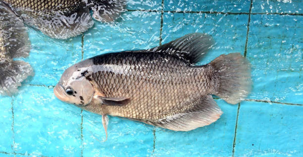 Giant gouramis in the fish pond