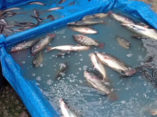 Ikan Gurame Raksasa Segar di Kolam