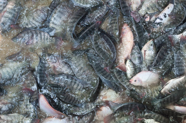 Ikan Gurame Merah Segar di kupu
