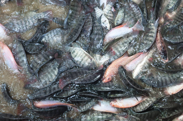 Ikan Gurame Merah Segar di bedahan