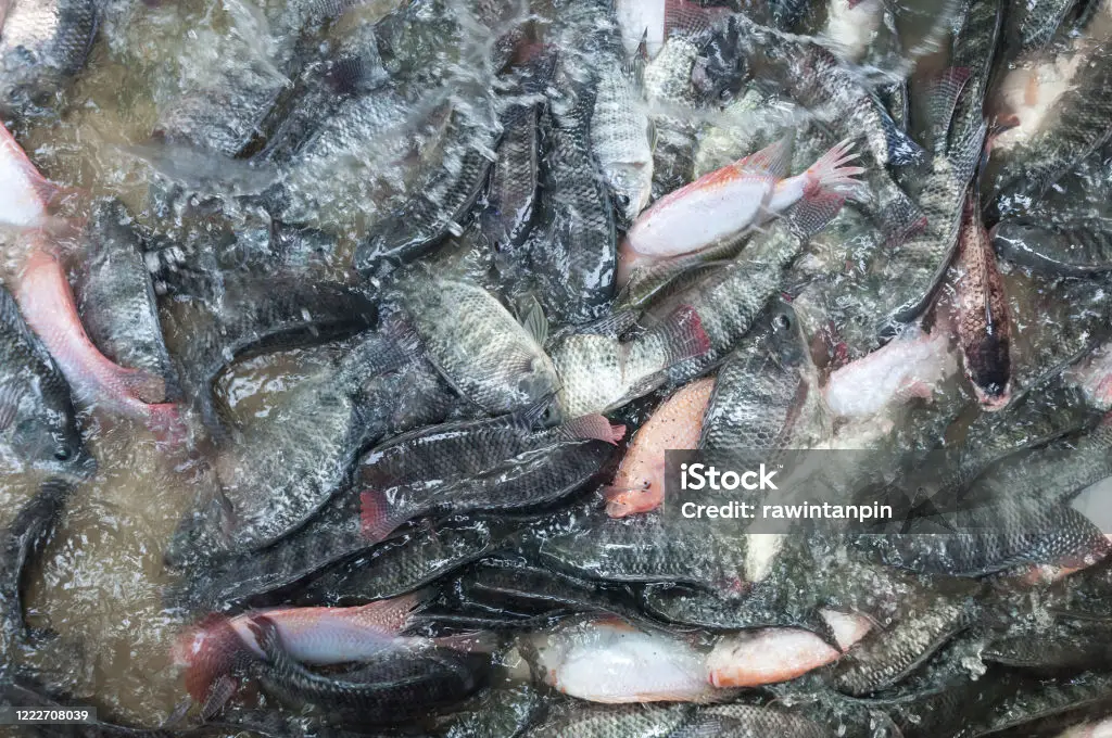 Ikan Gurame Merah Segar di cipayung