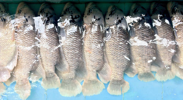 Giant gouramis in the fish pond