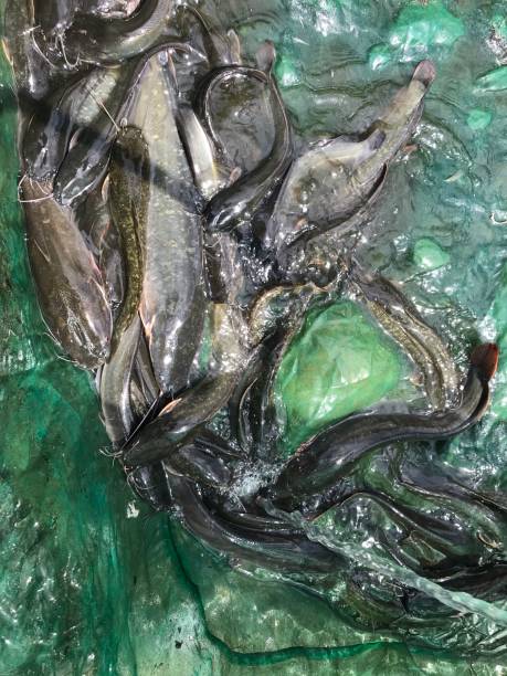 Ikan Lele Segar di citayam
