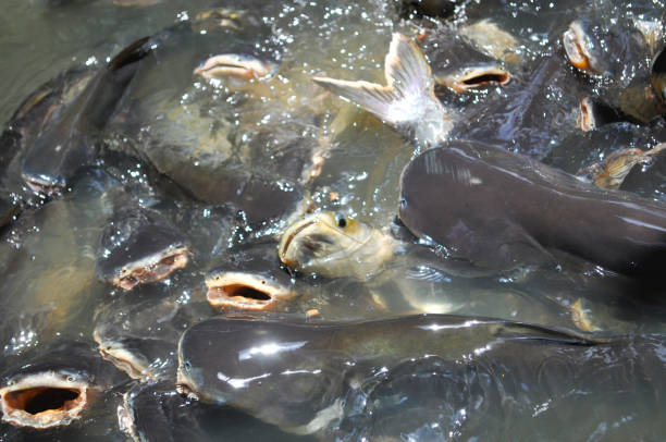 Ikan Lele Segar di citayam