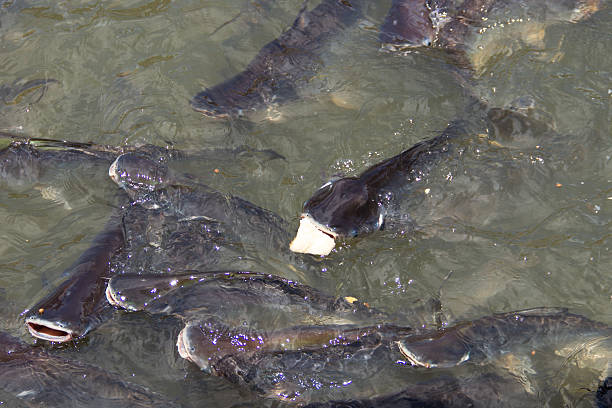 Ikan Lele Segar di Kolam