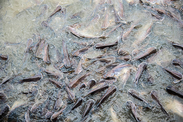 Ikan Lele Segar di bedahan