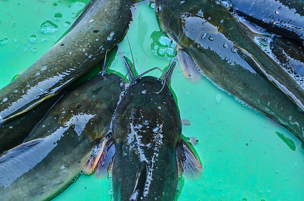 Ikan Lele Segar di cipayung