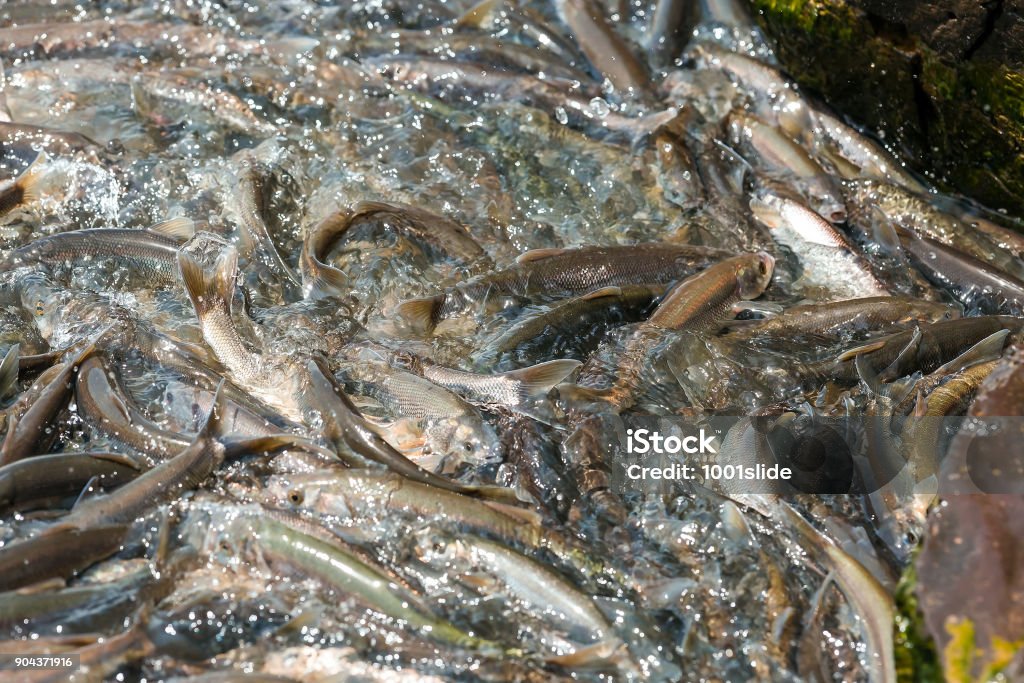 Ikan Lele Segar di cipayung