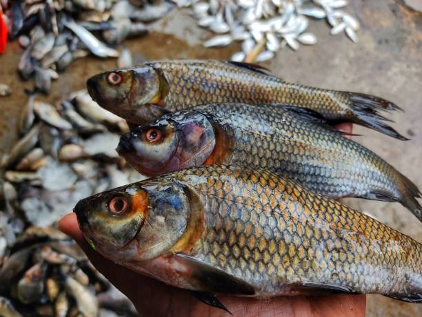 Ikan Mas Segar di bedahan