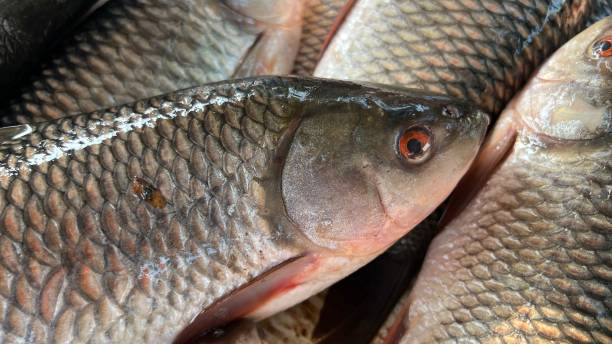 Raw fish meat