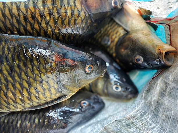Ikan Gurame Merah Segar di cipayung