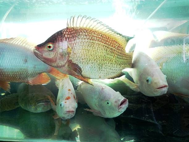 Seafood in fish tank