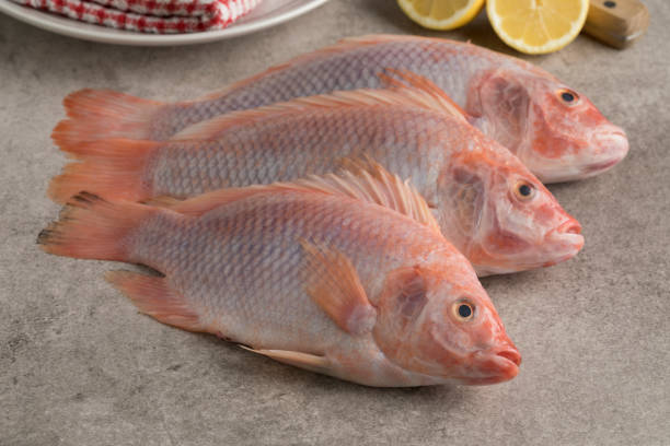 Ikan Nila Segar di Kolam
