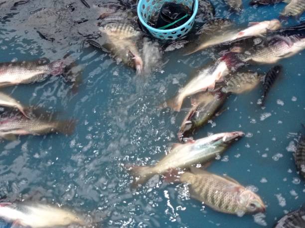 Ikan Nila Segar di bedahan