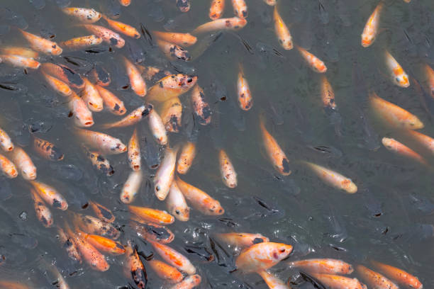 Ikan Nila Segar di cipayung