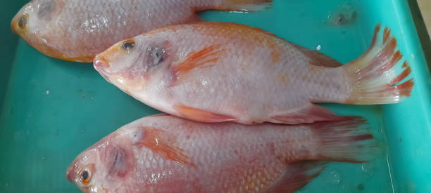 Ikan Nila Merah Segar di cipayung